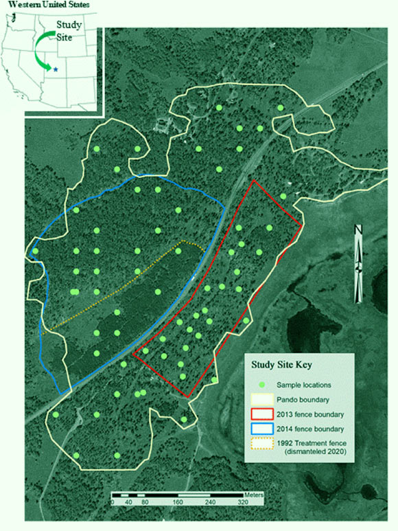 Pando aspen clone study site projected over National Agriculture Imagery Program aerial photography backdrop, Utah, the United States; 64 sample plots were randomly distributed across the study area, with near-equal portions located within no fence, 2013 fence, and 2014 fence management regimes; a low-volume paved road bisects the clone; a campground is in the northeast portion and small cabins are located in the northcentral portions of the study area. Image credit: Rogers, doi: 10.1111/csp2.12804.