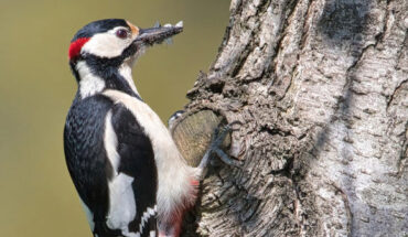 Vocal learning is thought to have evolved in three orders of birds (songbirds, parrots, and hummingbirds), with each showing similar brain regions that have comparable gene expression specializations relative to the surrounding forebrain motor circuitry; Schuppe et al. searched for signatures of these same gene expression specializations in previously uncharacterized brains of seven assumed vocal non-learning bird lineages across the early branches of the avian family tree. Image credit: Premek Hajek.