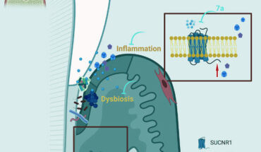 Guo et al. reveal succinate’s effect on periodontitis pathogenesis and provides a topical treatment for this disease. Image credit: Guo et al., doi: 10.1016/j.celrep.2022.111389.