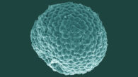 Protocodium sinense. Image credit: Chai et al., doi: 10.1186/s12915-022-01394-0.