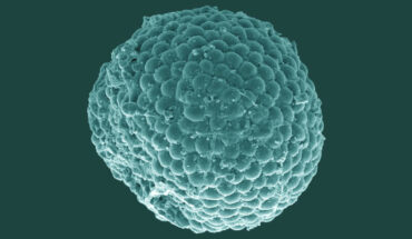 Protocodium sinense. Image credit: Chai et al., doi: 10.1186/s12915-022-01394-0.