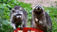 Raccoons (Procyon lotor). Image credit: Daniel Steinke.