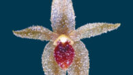 Platystele peruviana, frontal view and natural color. Image credit: Federico L. Rizo Patrón, doi: 10.11646/phytotaxa.564.1.9.
