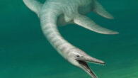 Serpentisuchops pfisterae used both its neck and snout in fast lateral strikes aimed at proportionately small prey. Image credit: Persons et al., doi: 10.1016/j.isci.2022.105033.