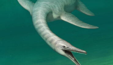 Serpentisuchops pfisterae used both its neck and snout in fast lateral strikes aimed at proportionately small prey. Image credit: Persons et al., doi: 10.1016/j.isci.2022.105033.