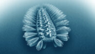 A reconstruction of how Wufengella bengtsoni would have looked like in life. Image credit: Roberts Nicholls, Paleocreations.com.