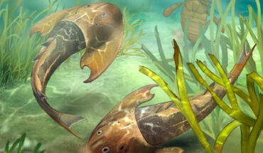 Life reconstructions of Tujiaaspis vividus. Image credit: Qiuyang Zheng.