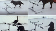 Each dog performing their alert behavior to indicate their choice on the three alternative forced choice apparatus. Top left: Soot (stand-stare), top right: Fingal (stand-stare), bottom left: Winnie (nose-on sit), bottom right: Treo (nose-on sit). Image credit: Wilson et al., doi: 10.1371/journal.pone.0274143.