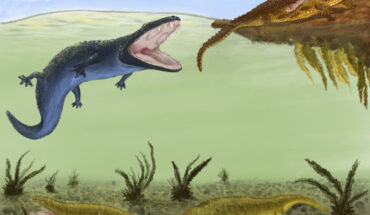 Metoposaurus krasiejowensis (olive green) had a bottom-dwelling lifestyle, probably to avoid competition with the larger Cyclotosaurus (blue) and phytosaur Parasuchus (ochre brown). Image credit: Sudipta Kalita.