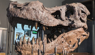 Dr. O’Connor with the skull of Sue the T. rex at the Field Museum. Image credit: Katharine Uhrich, Field Museum.