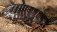 The Lord Howe Island wood-feeding cockroach (Panesthia lata). Image credit: Justin Gilligan / NSW Department of Planning and Environment.
