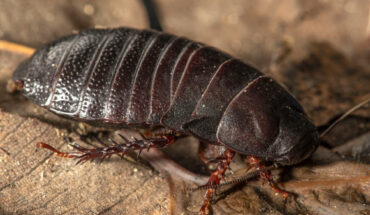 The Lord Howe Island wood-feeding cockroach (Panesthia lata). Image credit: Justin Gilligan / NSW Department of Planning and Environment.