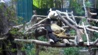 A male giant panda named Xiao Liwu at San Diego Zoo, California, the United States. Image credit: Sci.News.