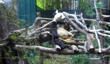 A male giant panda named Xiao Liwu at San Diego Zoo, California, the United States. Image credit: Sci.News.