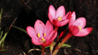 The Cherry Satin flower (Geissorhiza seracina). Image credit: Goldblatt et al., doi: 10.1016/j.sajb.2022.09.014.