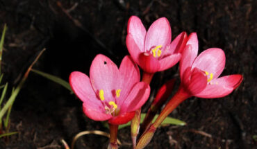 The Cherry Satin flower (Geissorhiza seracina). Image credit: Goldblatt et al., doi: 10.1016/j.sajb.2022.09.014.