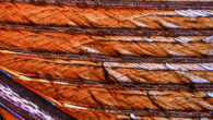 Oil-damaged feathers of the Manx shearwater (Puffinus puffinus) under a digital high-powered microscope. The microstructure within the feather clumps together after exposure to oil, letting water pass through more easily. Image credit: Richard Unitt, University College Cork.
