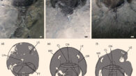 Lunataspis borealis specimens and interpretive drawings. Gray indicates preservation of organic cuticular material. Abbreviations: AN - axial node; CL - cardiac lobe; CN - cardiac node; FT - free tergites; LE - lateral eye; MR - marginal rim; OR - ophthalmic ridge; PT - pretelson. Scale bars - 1 mm. Image credit: Lamsdell et al., doi: 10.1017/S0016756822000875.