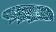 Kopakaius nicolae. Scale bar - 50 µm. Image credit: Zawierucha et al., doi: 10.1016/j.ympev.2022.107634.