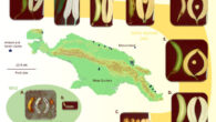 Map of New Guinea Island and examples of fruits of (A, B) Musa acuminata ssp. banksii and closely related cultivated AA accessions from Papua New Guinea: (C) ‘Mero Mero;’ (D) ‘Nesuri;’ (E) ‘Wiau;’ (F) ‘Talasea;’ (G) ‘Seseve;’ (H) ‘Tobaung;’ (I) ‘Tavilo;’ (J) ‘Nape’e.’ Dark blue dots on the map represent collection locations for accessions within the cluster ‘banksii.’ Image credit: Julie Sardos / NARI.