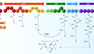 Model for the structure of the first enzyme-free precursor of solanimycin. Image credit: Matilla et al., doi: 10.1128/mbio.02472.
