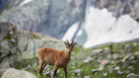 The West Caucasian tur (Capra caucasica). Image credit: Raindom.