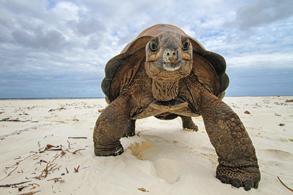 The Aldabra giant tortoise (Aldabrachelys gigantea). Image credit: Dennis Hansen, Universität Zürich.