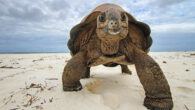 The Aldabra giant tortoise (Aldabrachelys gigantea). Image credit: Dennis Hansen, Universität Zürich.
