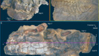 Evidence of desiccation in Edmontosaurus. Image credit: Drumheller et al., doi: 10.1371/journal.pone.0275240.