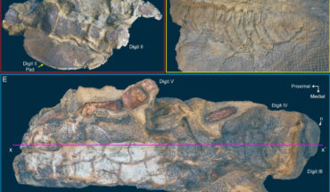 Evidence of desiccation in Edmontosaurus. Image credit: Drumheller et al., doi: 10.1371/journal.pone.0275240.