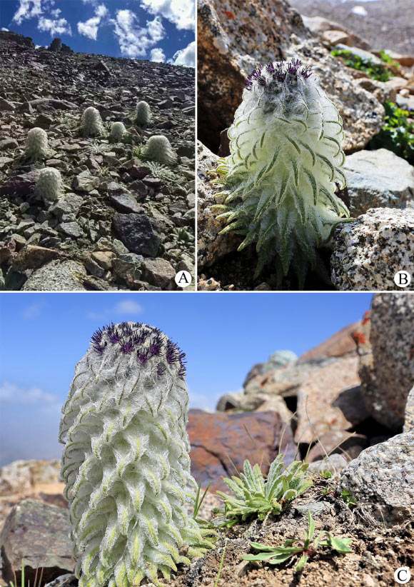 Living plants of Saussurea khunjerabensis in Khunjerab pass, Taxkorgan county, China. Image credit: Xu-Guang Yan.