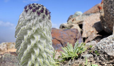 Saussurea khunjerabensis in Khunjerab pass, Taxkorgan county, China. Image credit: Xu-Guang Yan.
