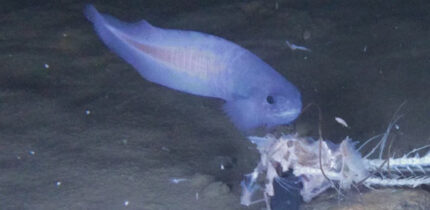 This image of Paraliparis selti was taken by baited camera at a depth of 6,520 m. Image credit: Linley et al., doi: 10.1007/s12526-022-01294-0.