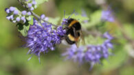 Bumblebees don’t seem to keep memories for how sweet a flower was, but instead only remember if it was sweeter than another flower. Image credit: Annette Meyer.