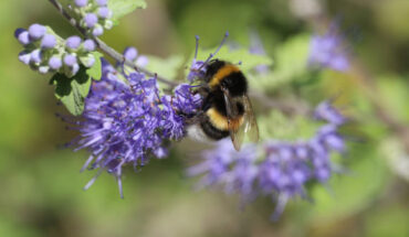 Bumblebees don’t seem to keep memories for how sweet a flower was, but instead only remember if it was sweeter than another flower. Image credit: Annette Meyer.