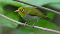 The Wangi-wangi white-eye (Zosterops paruhbesar). Image credit: James Eaton.