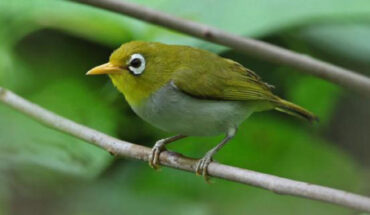 The Wangi-wangi white-eye (Zosterops paruhbesar). Image credit: James Eaton.