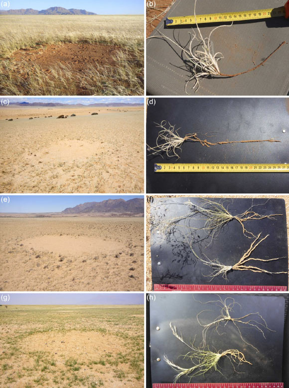 Examples of grass excavations undertaken in 2021 at Jagkop (a,b), Garub (c,d), and Brandberg (e-h) in Namibia. Image credit: Getzin et al., doi: 10.1016/j.ppees.2022.125698.
