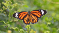 Danaus plexippus. Image credit: Gyulche1.