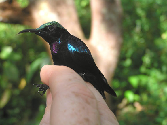A male black sunbird. Image credit: Nicola Marples & David Kelly, Trinity College Dublin.