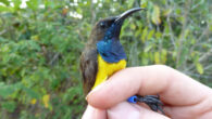 A male Wakatobi sunbird. Image credit: Nicola Marples & David Kelly, Trinity College Dublin.