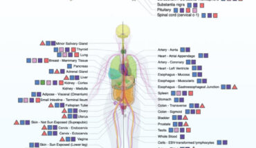 Possible sites of HML-2 expression. Image credit: Burn et al., doi: 10.1371/journal.pbio.3001826.