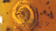 Archaeocyclotus brevivillosus. Image credit: Senckenberg Research Institute and Natural History Museum.