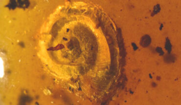 Archaeocyclotus brevivillosus. Image credit: Senckenberg Research Institute and Natural History Museum.