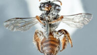 Leioproctus zephyr. Image credit: Kit Prendergast.