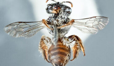 Leioproctus zephyr. Image credit: Kit Prendergast.
