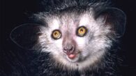 The aye-aye (Daubentonia madagascariensis). Image credit: David Harin / Duke Lemur Center.