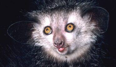 The aye-aye (Daubentonia madagascariensis). Image credit: David Harin / Duke Lemur Center.