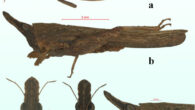Dravidacris annamalaica: (a) dorsal view, (b) lateral view, (c) dorsal view of the horn and head, (d) frontal view of horn and head, (e) lateral view of horn and head. Image credit: H Sankararaman.