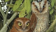 The Principe scops-owl (Otus bikegila): an adult rufous morph (left) in the typical posture and an adult gray-brown morph (right) in a stress posture, when it raises the ear tufts to increase the efficiency of camouflage. Image credit: Marco N. Correia.